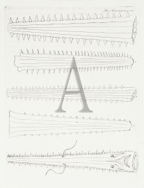Cirratus 'Knifetooth sawfish'