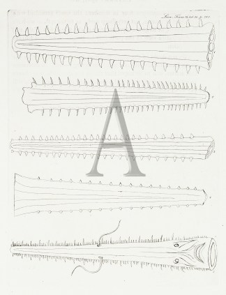 Cirratus ‘Knifetooth sawfish’… Fish & Marine Life