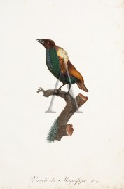 Variete du Magnifique. No. 10.