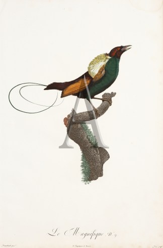 Le Magnifique. No 9. General / Global