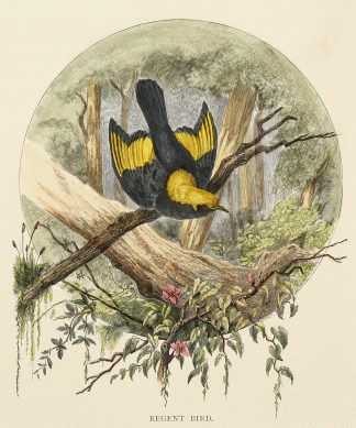 Regent Bird. Australian