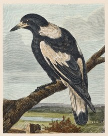 The Australian Piping Crow. Australian - Various artists