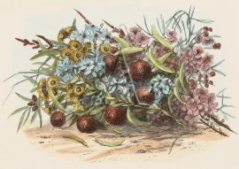 [Australian Berries and Blossoms] Australian - General