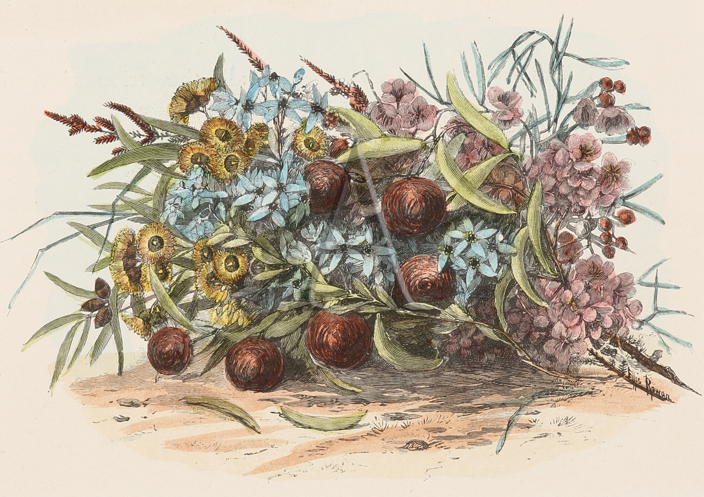 [Australian Berries and Blossoms] - Antique Print from 1886