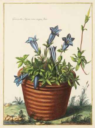 Gentianella Alpina Verna Magno Flore General / Global