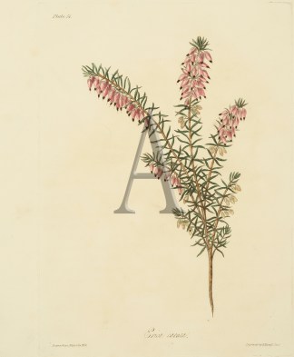 Erica carnea General / Global