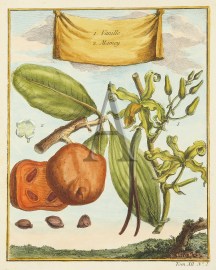 1. Vanille. 2. Mamey.