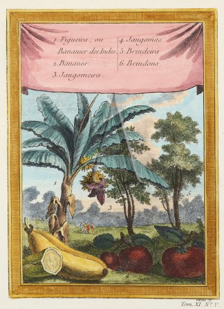 1. Figueira, ou Bananier des Indes, 2. B… Fruits, Herbs, Medicinal, Spices, Vegetables 1. Figueira, ou Bananier des Indes, 2. B… Fruits, Herbs, Medicinal, Spices, Vegetables
