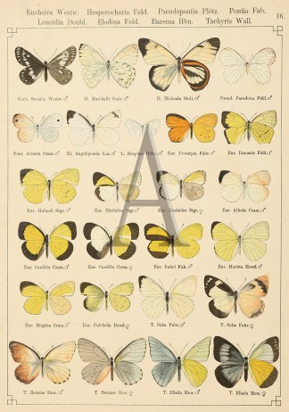 Eucheira Westw. ANIMALS