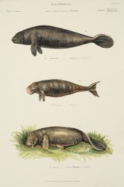 Mammalia. American Manatee. H. Dugong. StellerR… Australian - General