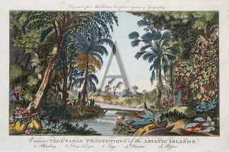 Various Vegetable Productions of the Asi… Fruits, Herbs, Medicinal, Spices, Vegetables