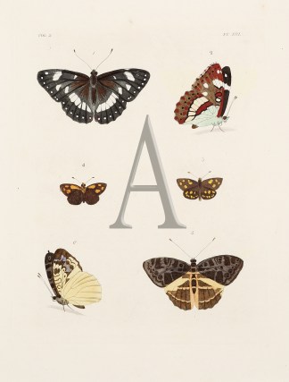 Untitled Insects & Arachnids