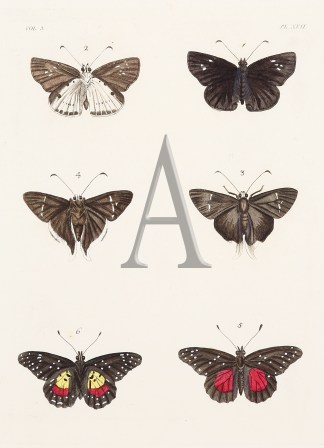 Untitled Insects & Arachnids