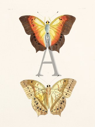 Untitled Insects & Arachnids