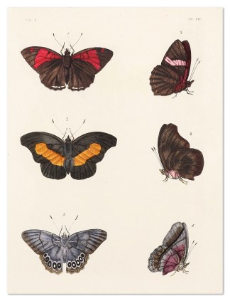 Untitled Insects & Arachnids