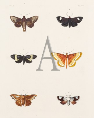 Untitled Insects & Arachnids