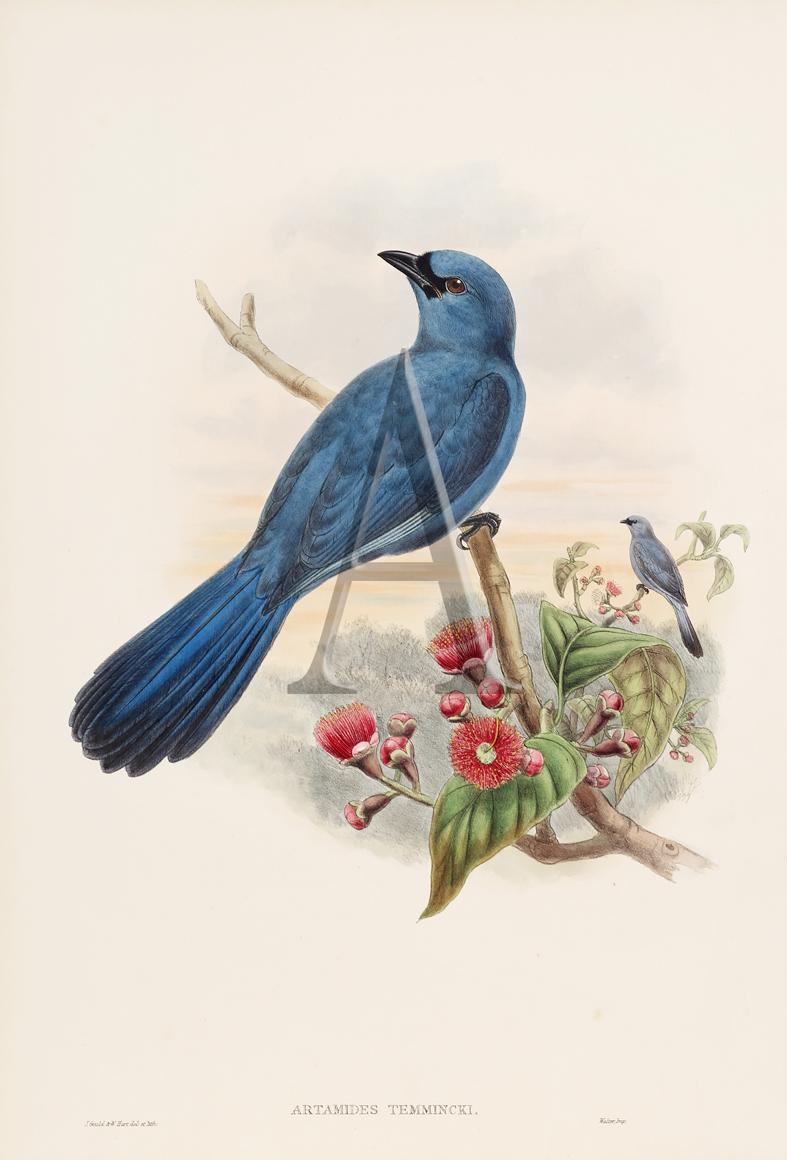Artamides temmincki. Blue cuckoo-shrike. - Antique Print from 1875