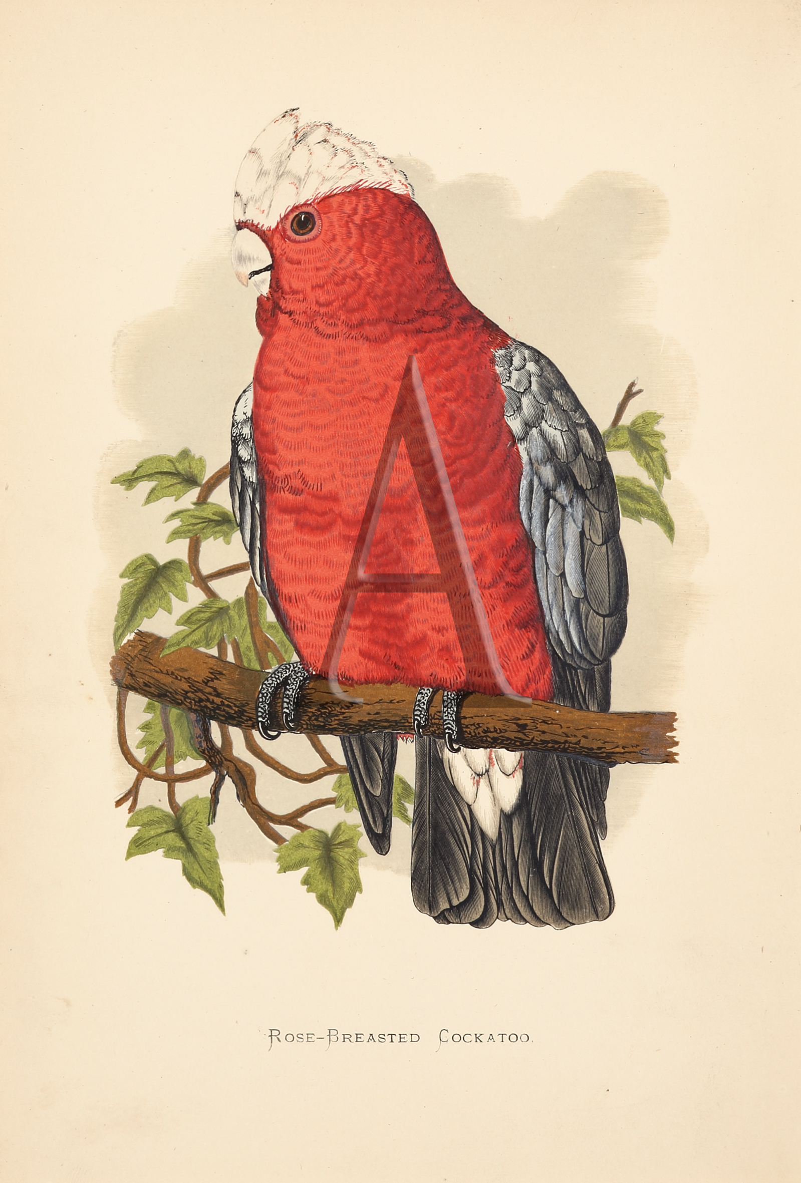 Rose-Breasted Cockatoo - Antique Print from 1884