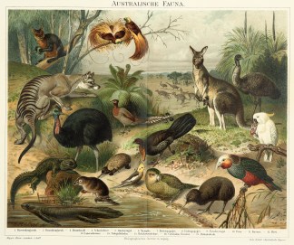 Australische Fauna. Australian