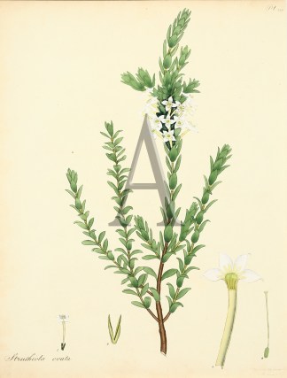 Struthiola Ovata. General / Global