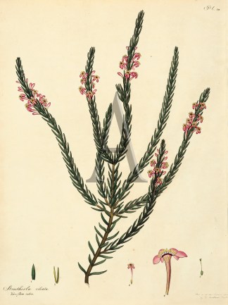 Struthiola Ciliata General / Global Struthiola Ciliata General / Global