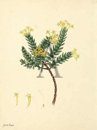 Gnidia Laevigata. General / Global