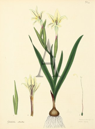 Gladiolus Striatus. General / Global Gladiolus Striatus. General / Global