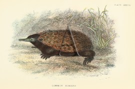Common Echidna