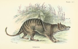 Thylacine.