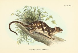 Spotted-Tailed Dasyure