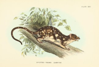 Spotted-Tailed Dasyure Australian - General