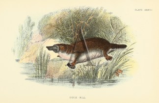 Duck-Bill Australian - Mueller