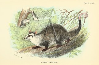 Azara’s Opossum General / Global