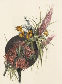 Tasmanian Wild-Flowers. Australian - General