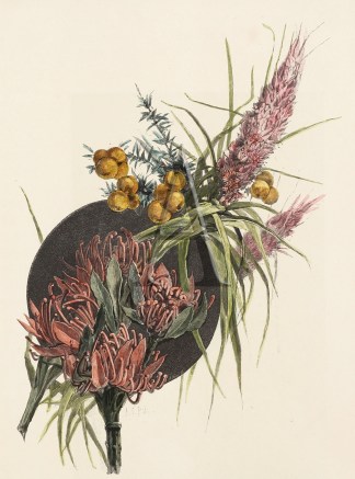 Tasmanian Wild-Flowers. Australian - General