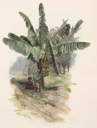 A Queensland Banana Tree Australian - General