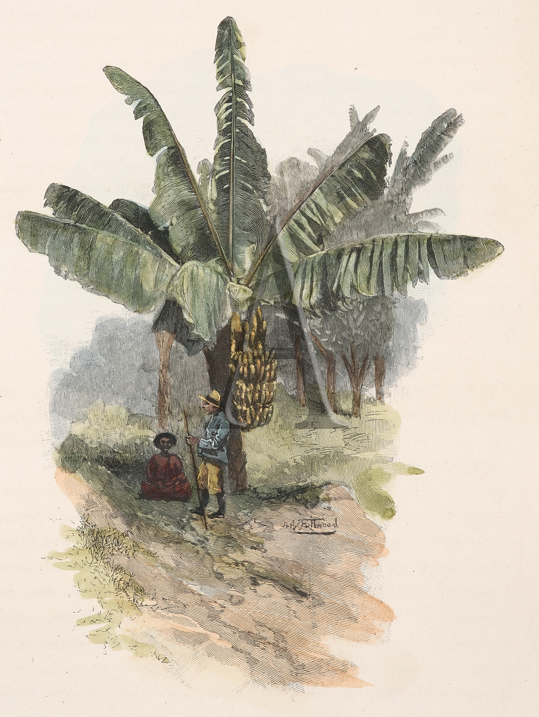 A Queensland Banana Tree - Antique Print from 1886