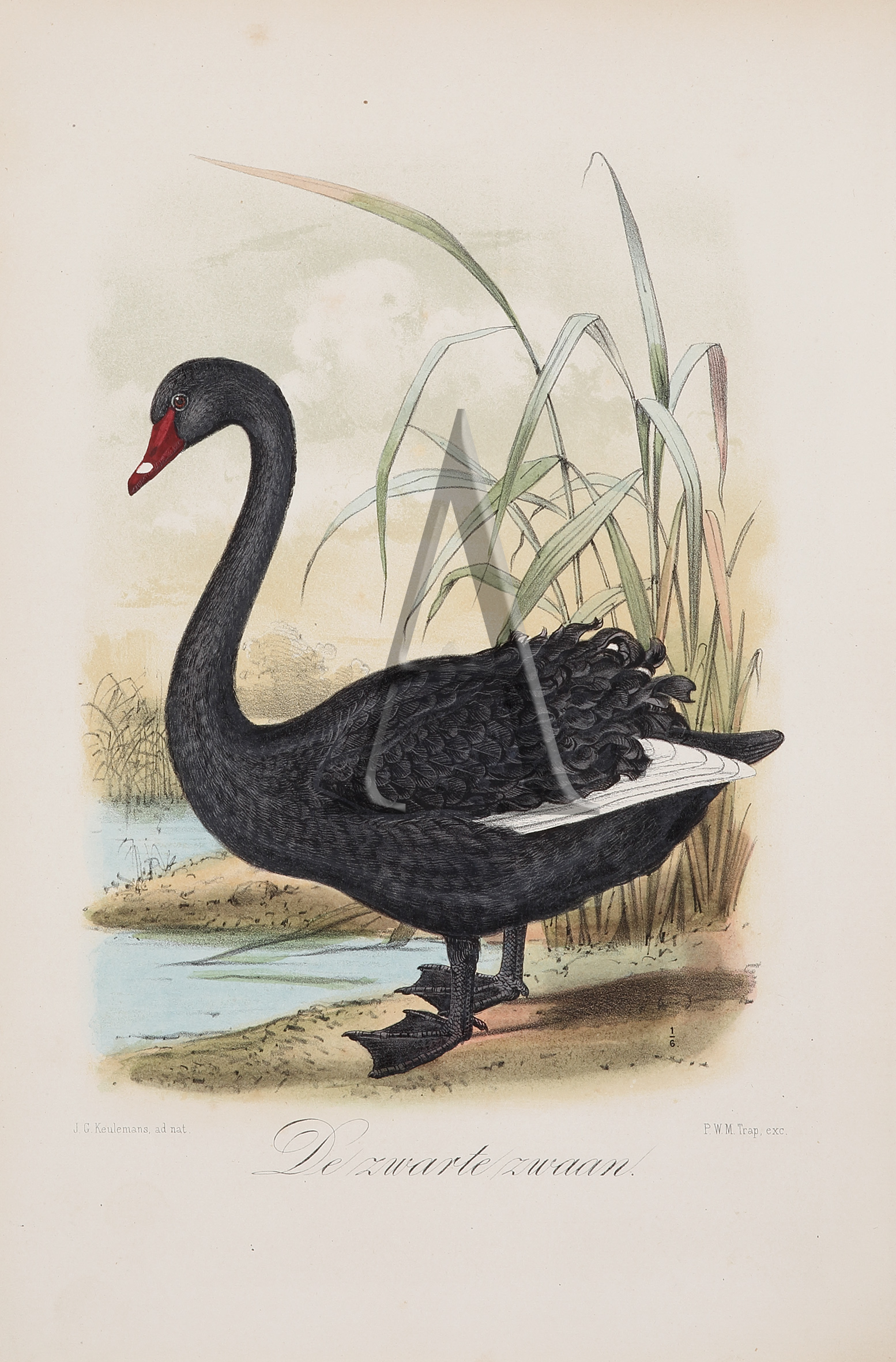 Dezwarte zwaan (Black Swan) - Antique Print from 1869