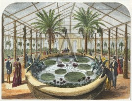 Victoria Regia, in the Botanic Gardens, Adelaide. South Australia Victoria Regia, in the Botanic Gardens, Adelaide.