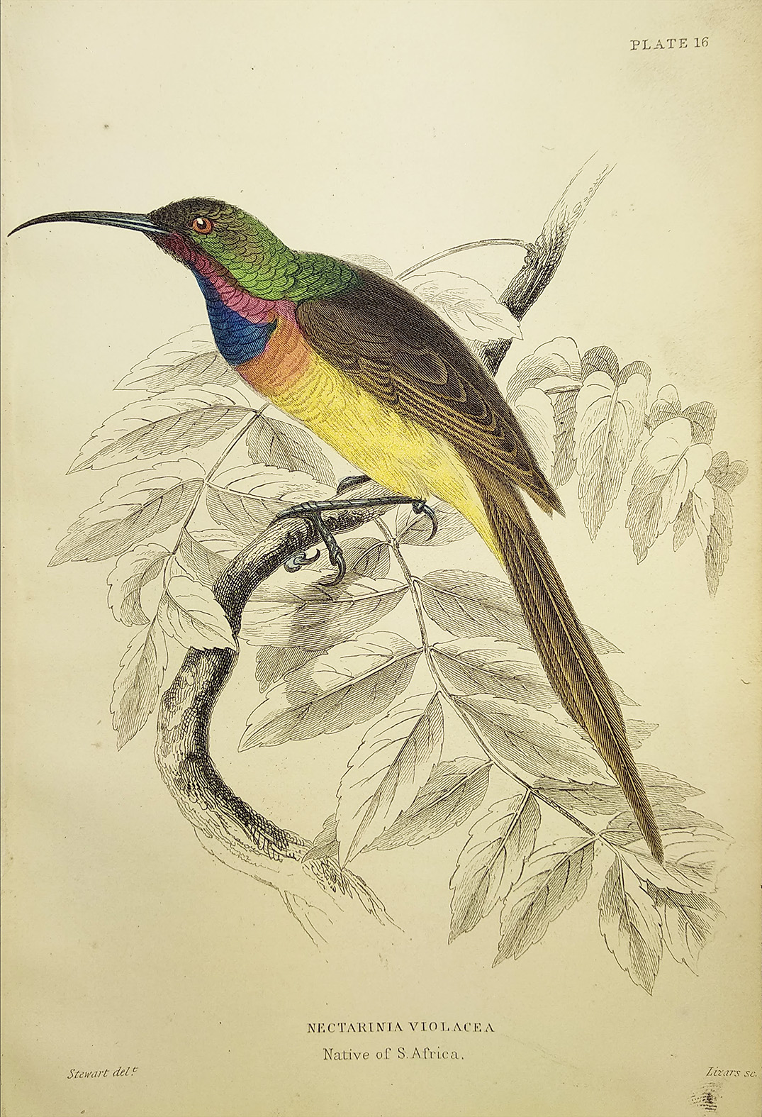 Nectarinia Violacea - Antique Print from 1834