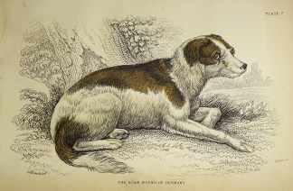 The Boar Hound of Germany. To Be Categorised