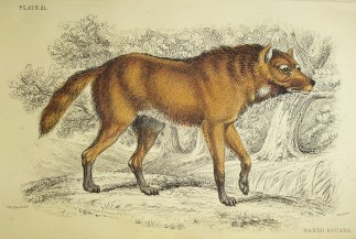 Maned Aguara. To Be Categorised