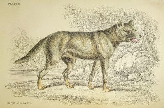 Hoary Aguara-dog. To Be Categorised