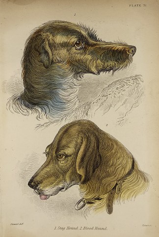 1. Stag Hound. 2. Blood Hound. Dogs