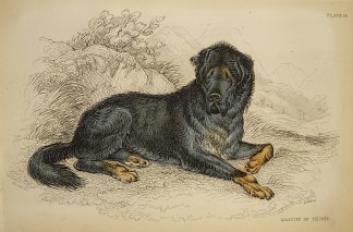 Mastiff of Thibit. Dogs