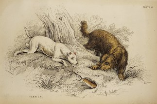 Terries. To Be Categorised