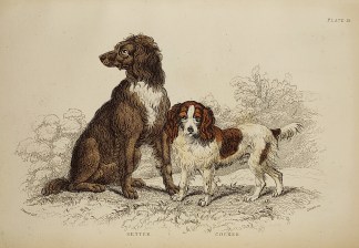 Setter. Cocker. Dogs