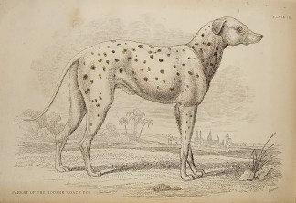 Parent of the modern coach dog. To Be Categorised