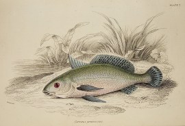 Corvina grunniens Naturalist Library - Fish & Crustaceans Corvina grunniens