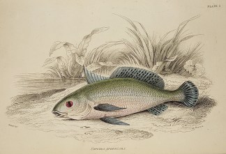 Corvina grunniens To Be Categorised